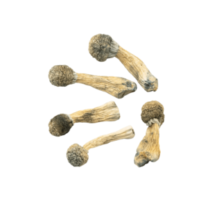 Close-up image of Albino Treasure Coast psilocybin mushrooms with pale, translucent caps and thick, bluish-stemmed bodies, showcasing their unique coloration and potent appearance.