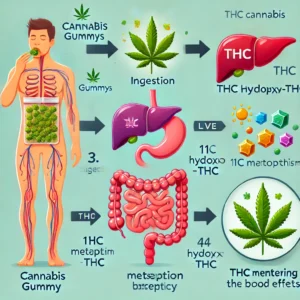 Step-by-Step Breakdown of How Your Body Processes Cannabis Gummies