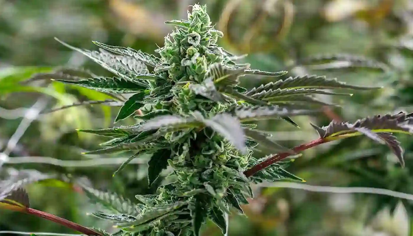 Ice Cream Cake Cannabis A Sweet Treat for Body and Mind