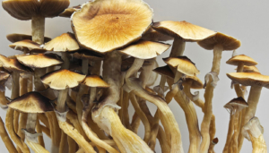 Cambodian Magic Mushrooms Benefits, Effects