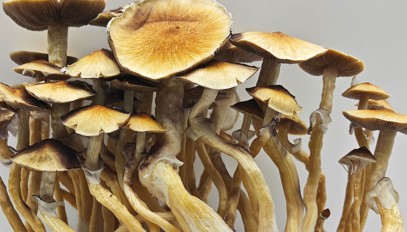 Cambodian Magic Mushrooms Benefits, Effects