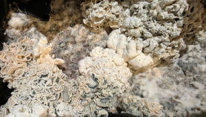 Enigma Magic Mushrooms A Complete Guide to Effects, Benefits, and Experience